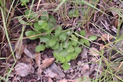 Andrographis nallamalayana